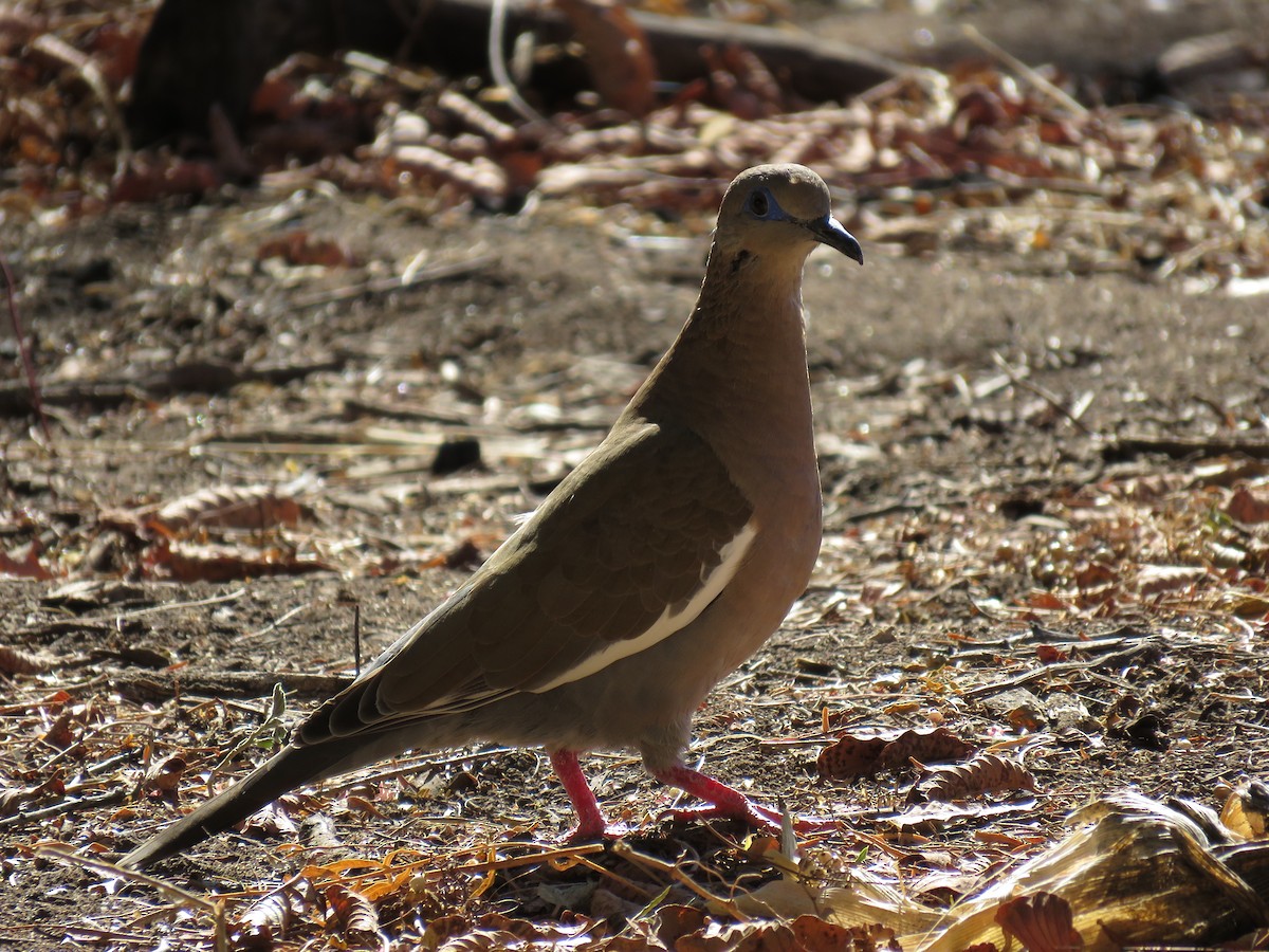 West Peruvian Dove - ML623248654