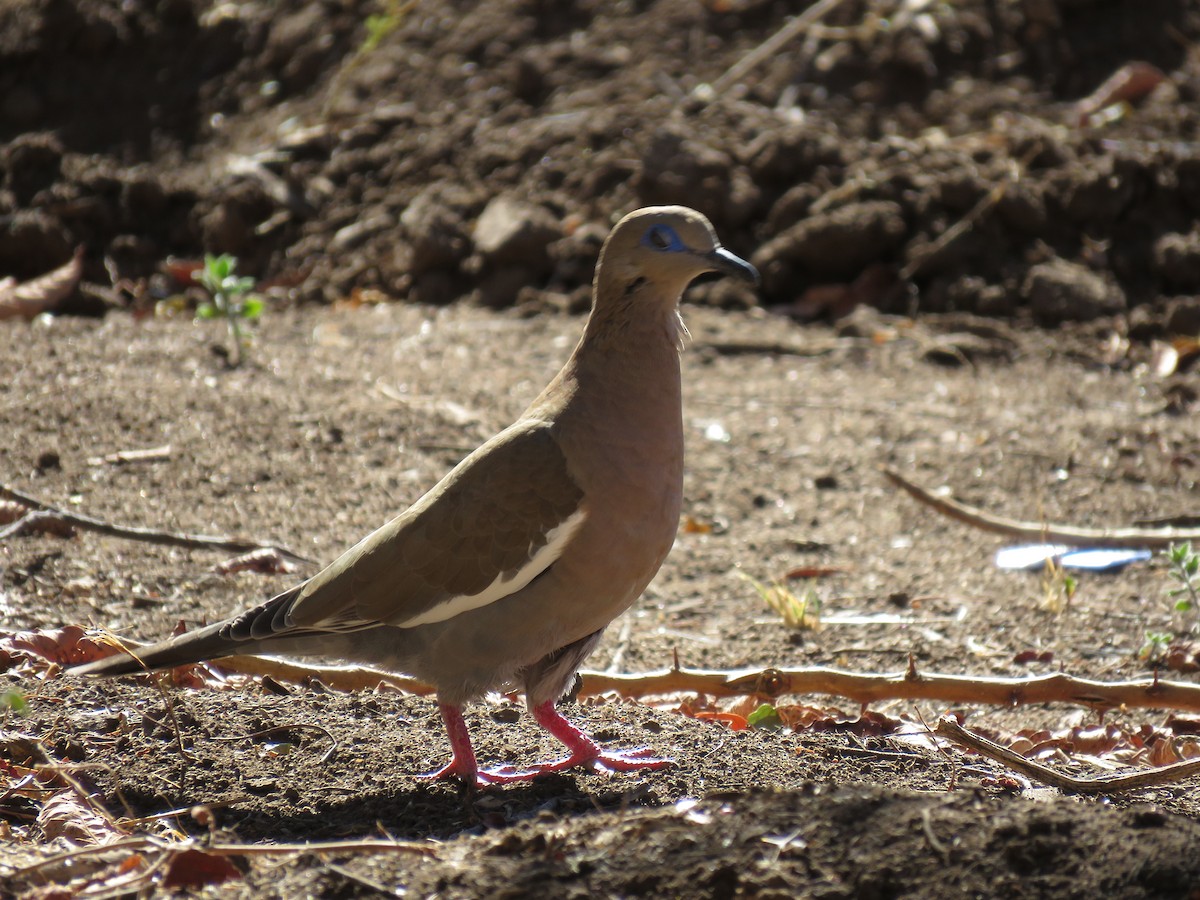 West Peruvian Dove - ML623248655