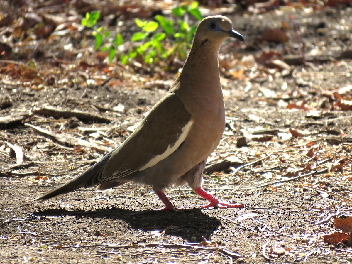 hrdlička pacifická - ML623248656