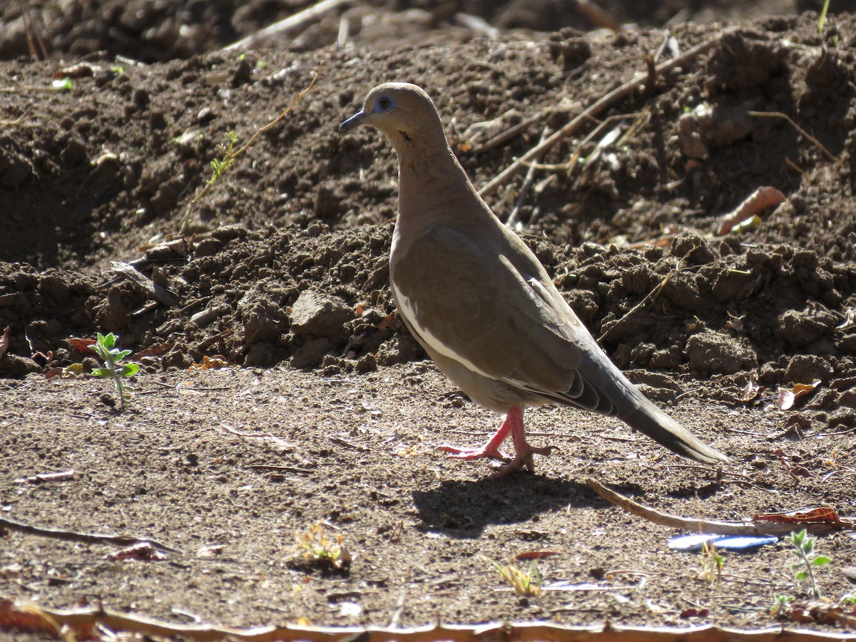 hrdlička pacifická - ML623248657