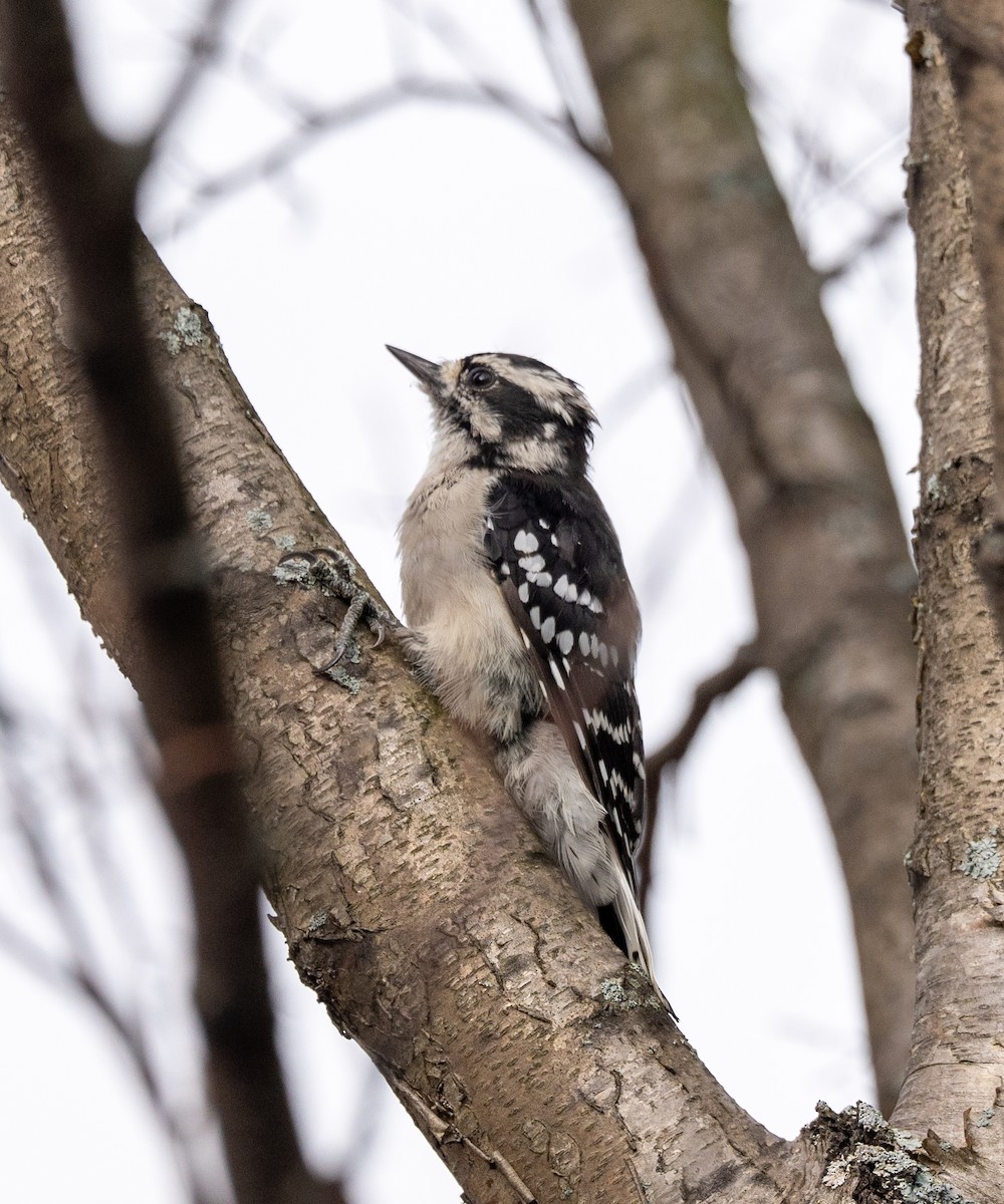 Downy Woodpecker - ML623248662