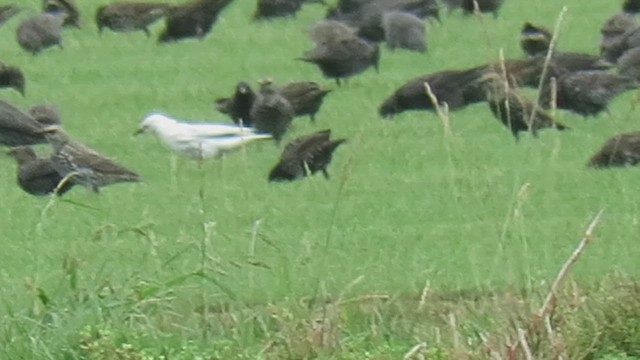 European/Spotless Starling - ML623248669