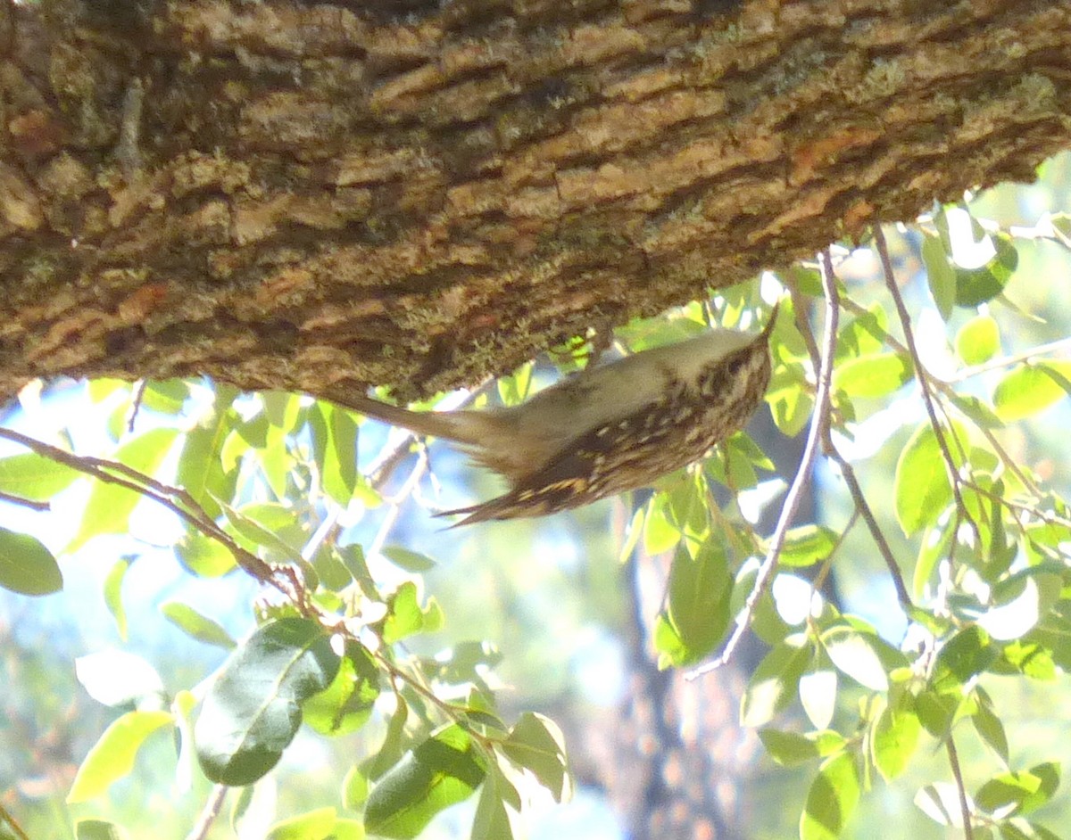 Brown Creeper - ML623248710