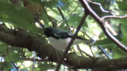 Black-throated Blue Warbler - ML623248713