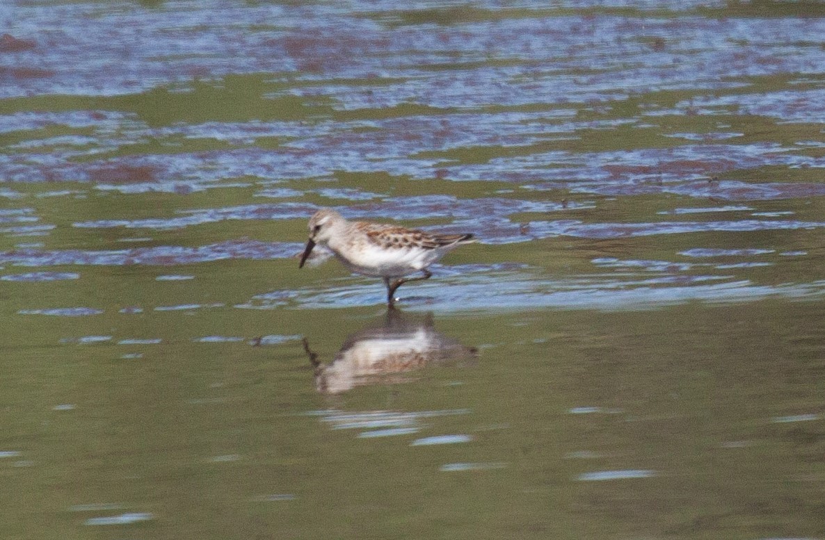 Western Sandpiper - ML623248718