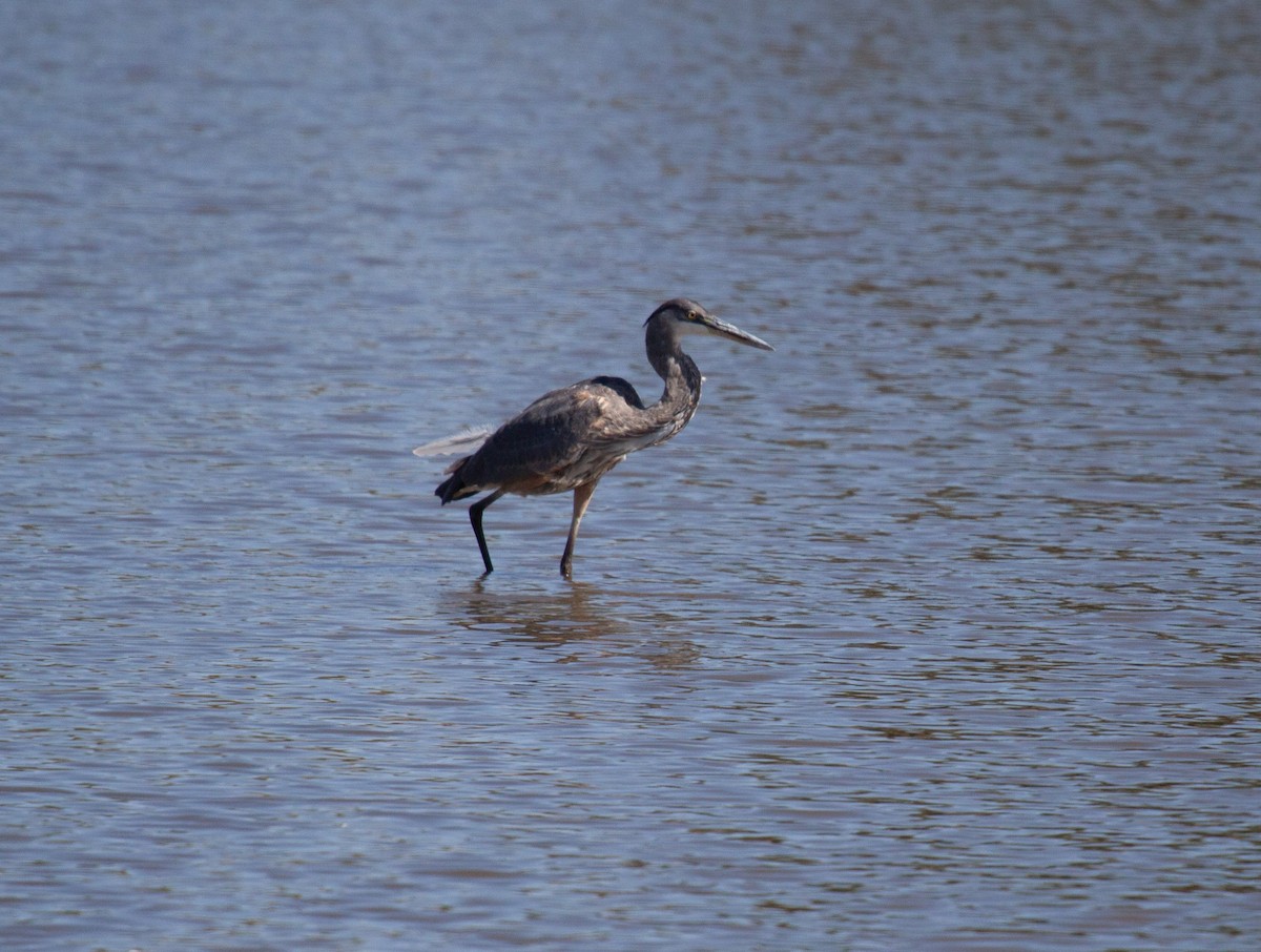 Great Blue Heron - ML623248730