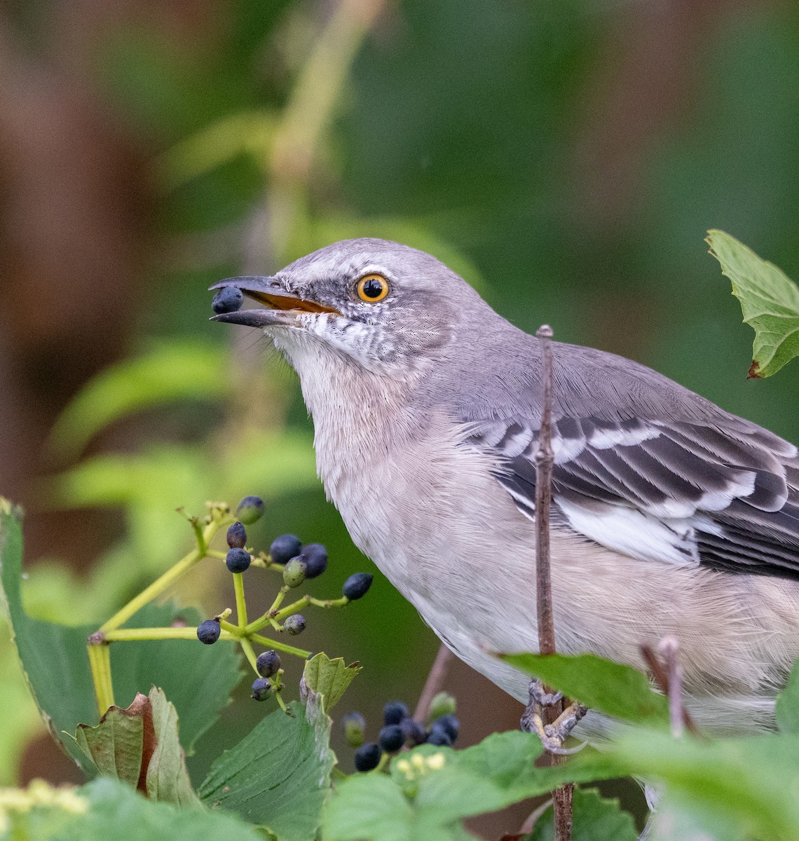 Northern Mockingbird - ML623248733