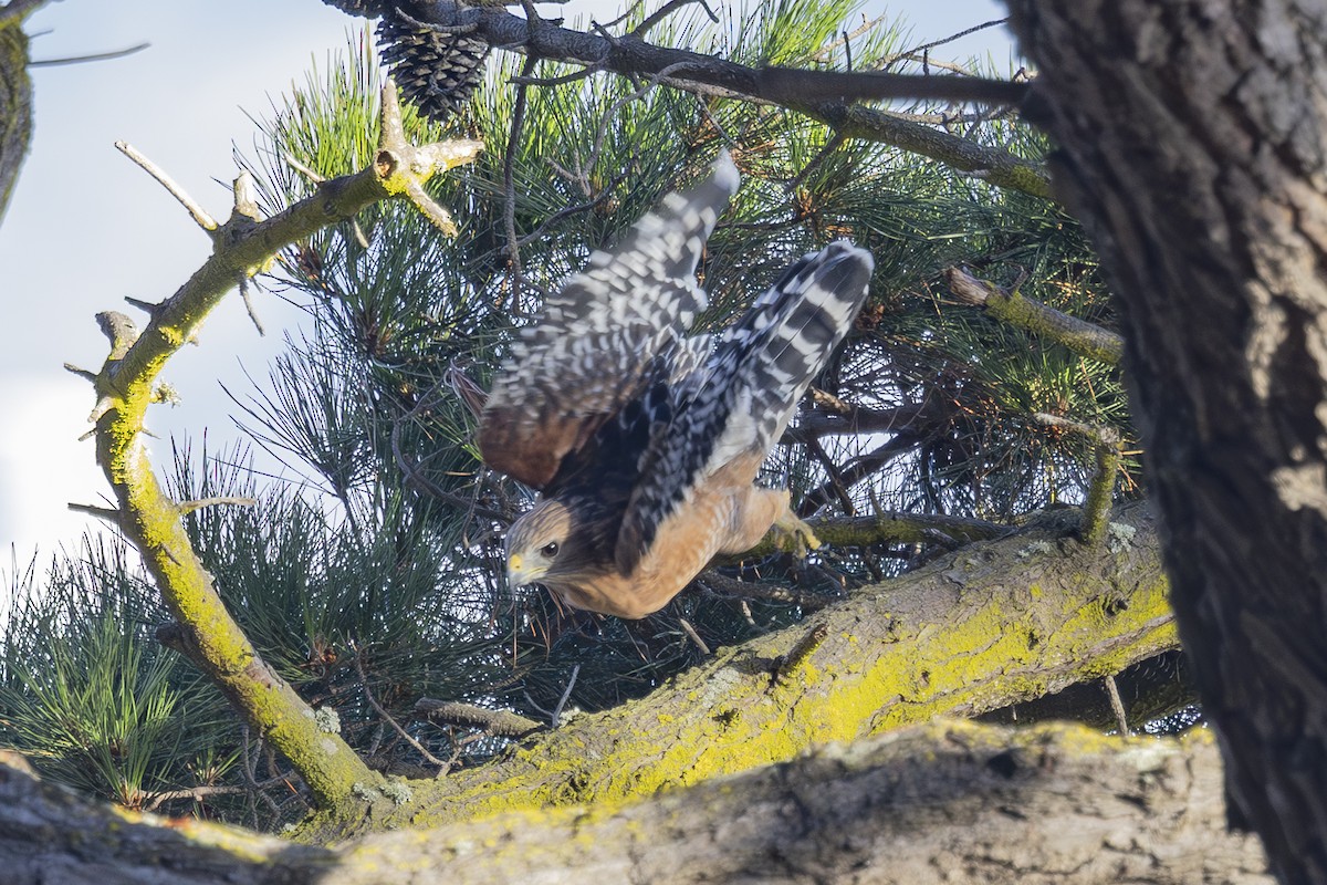 Red-shouldered Hawk - ML623248740