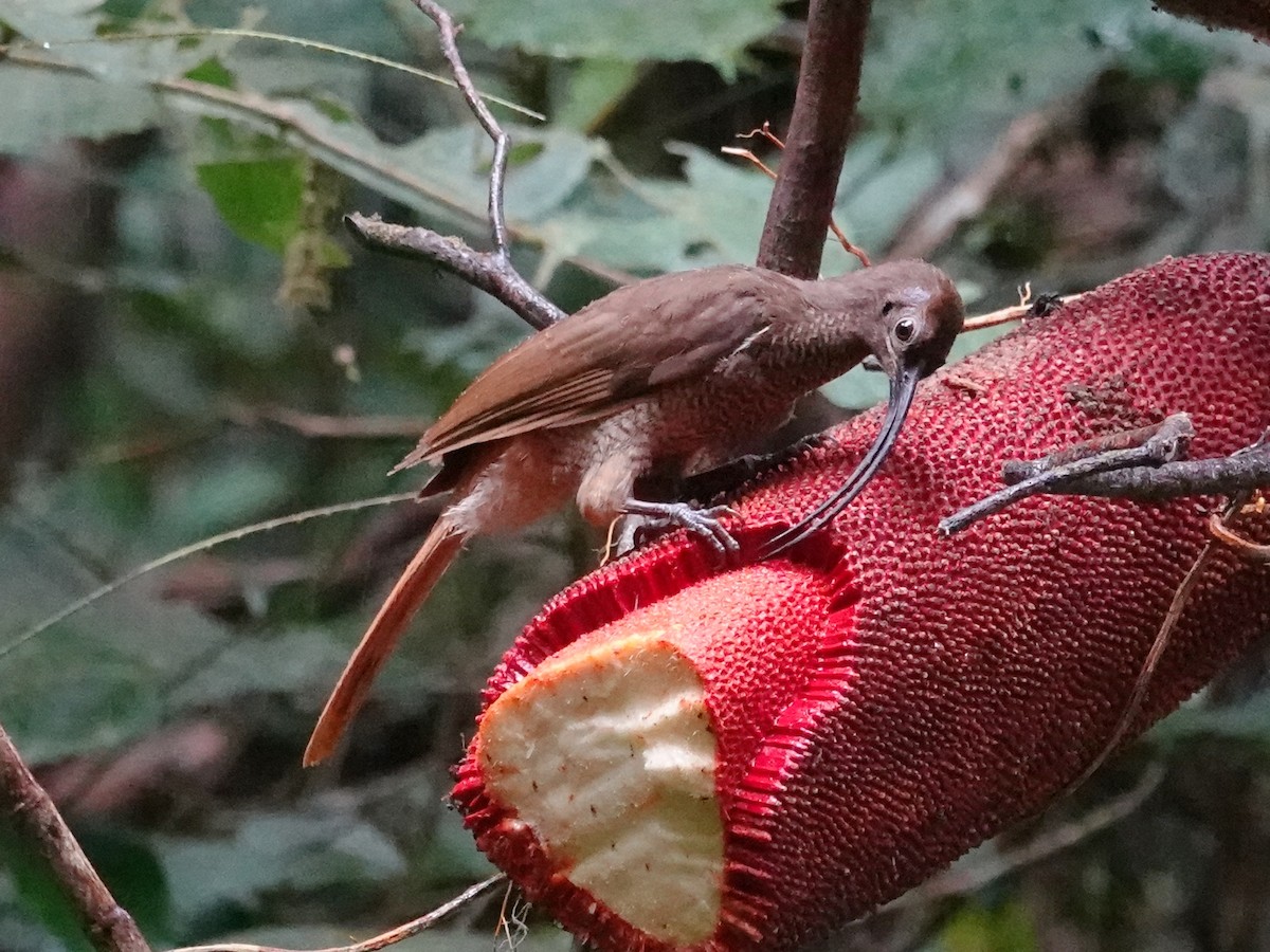 Black-billed Sicklebill - ML623248744