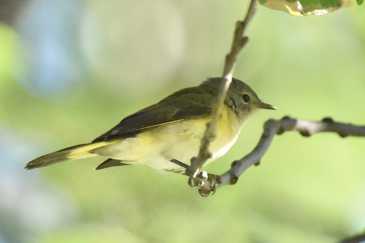 American Redstart - ML623248754