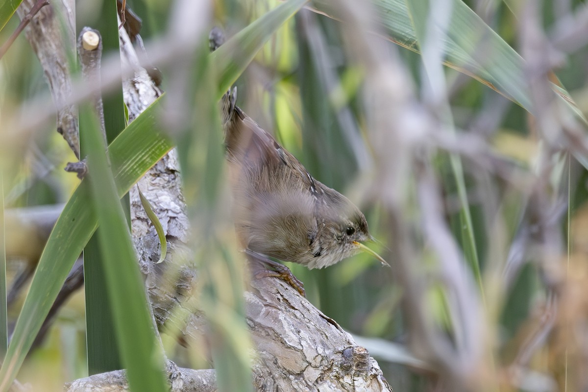 Marsh Wren - ML623248776