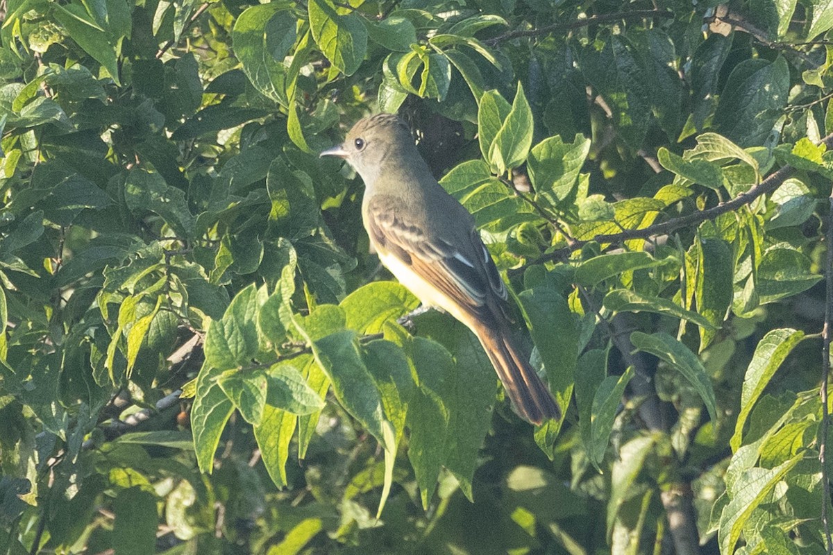 Great Crested Flycatcher - ML623248797