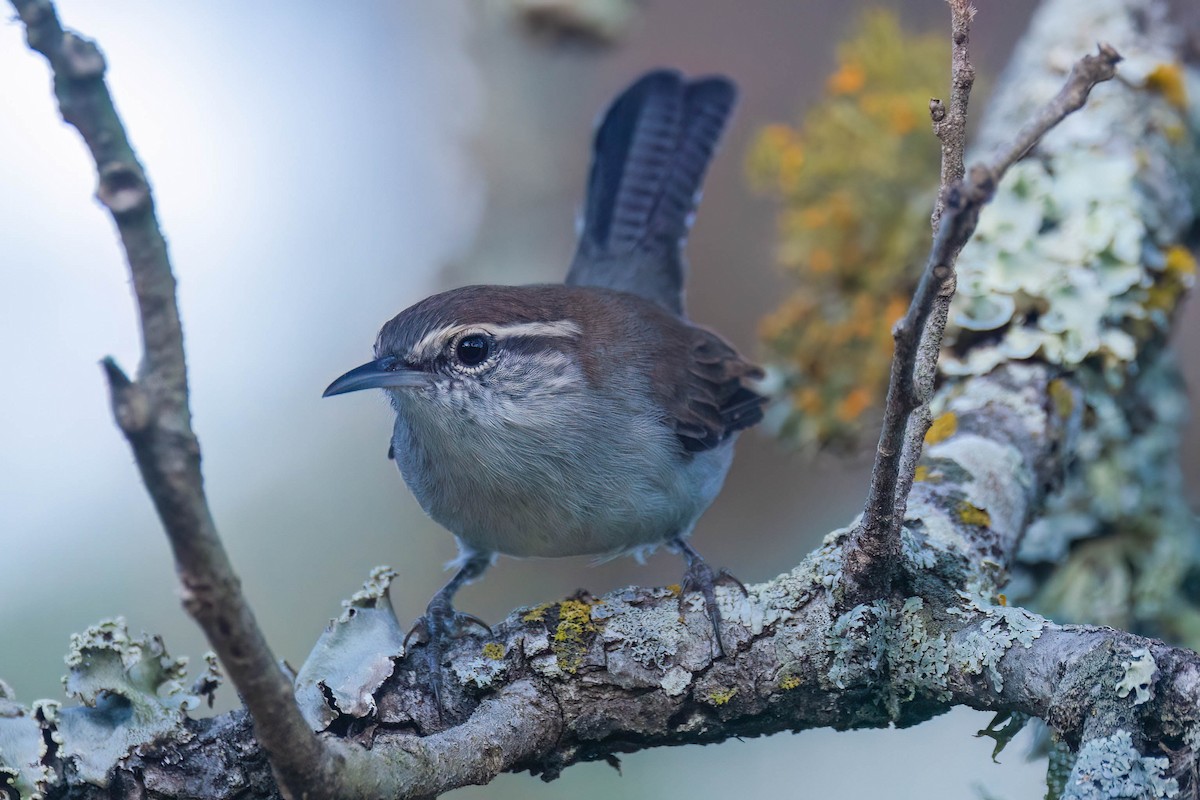 Bewick's Wren - ML623248816