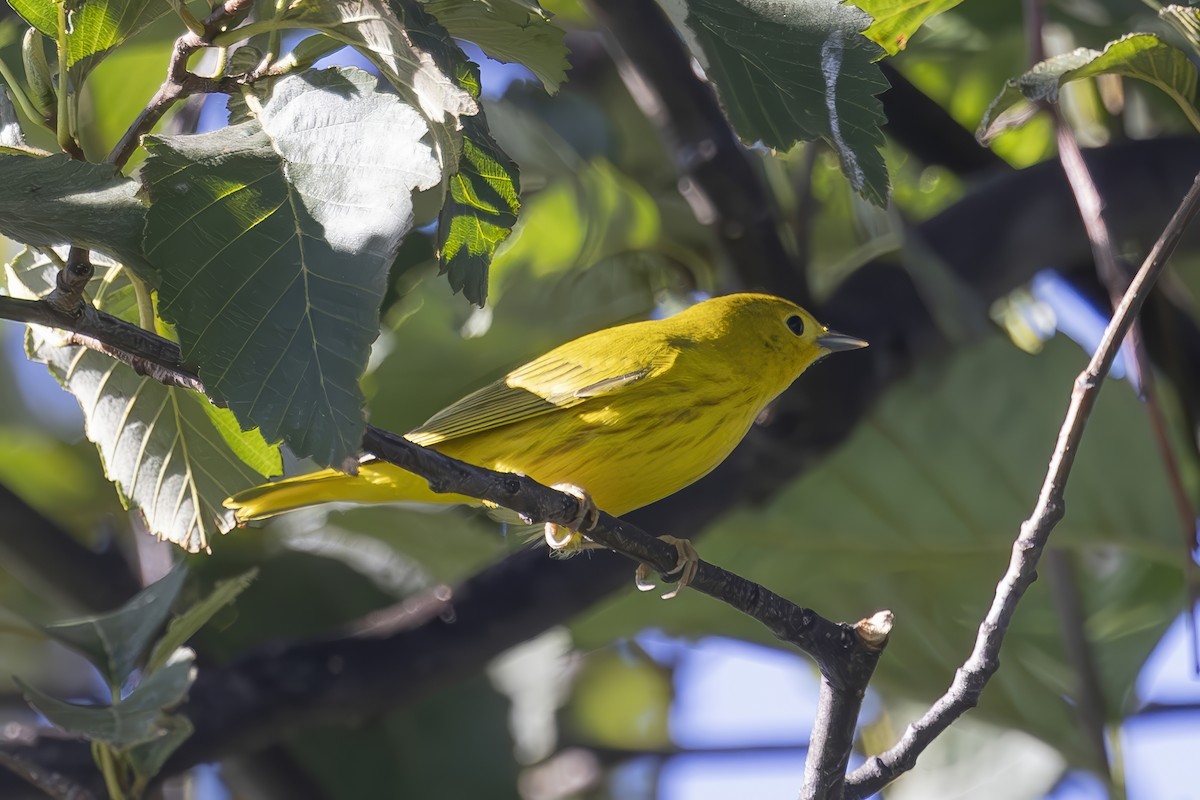 Yellow Warbler - ML623248849