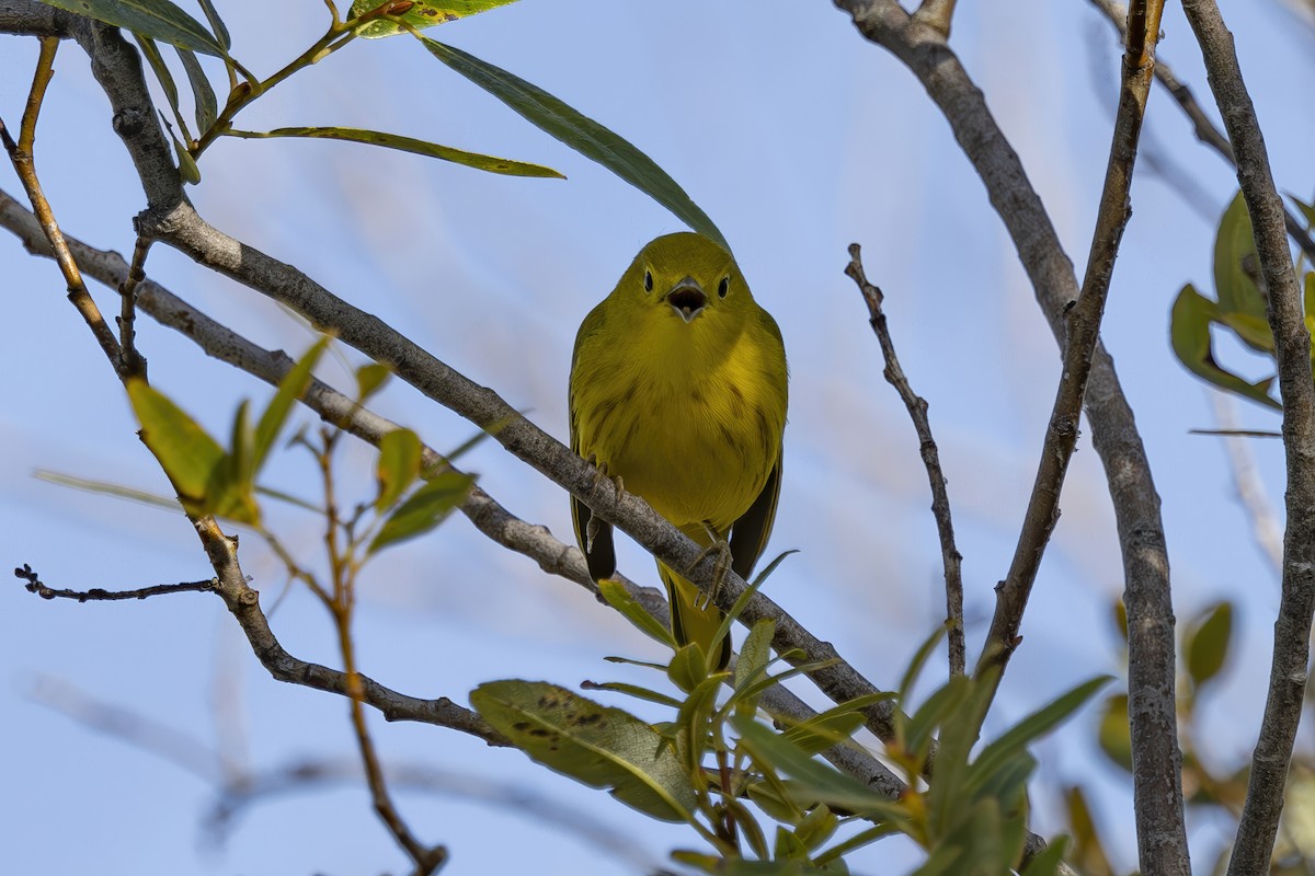 Yellow Warbler - ML623248856