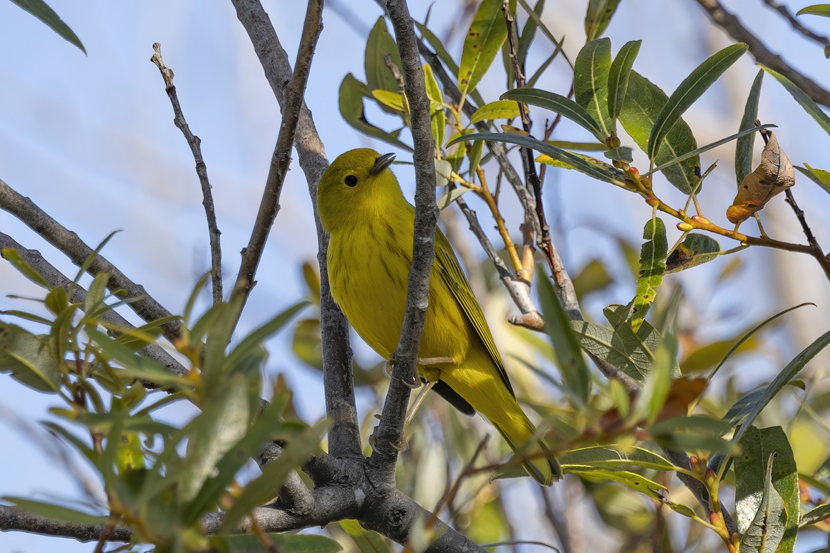 Yellow Warbler - ML623248857