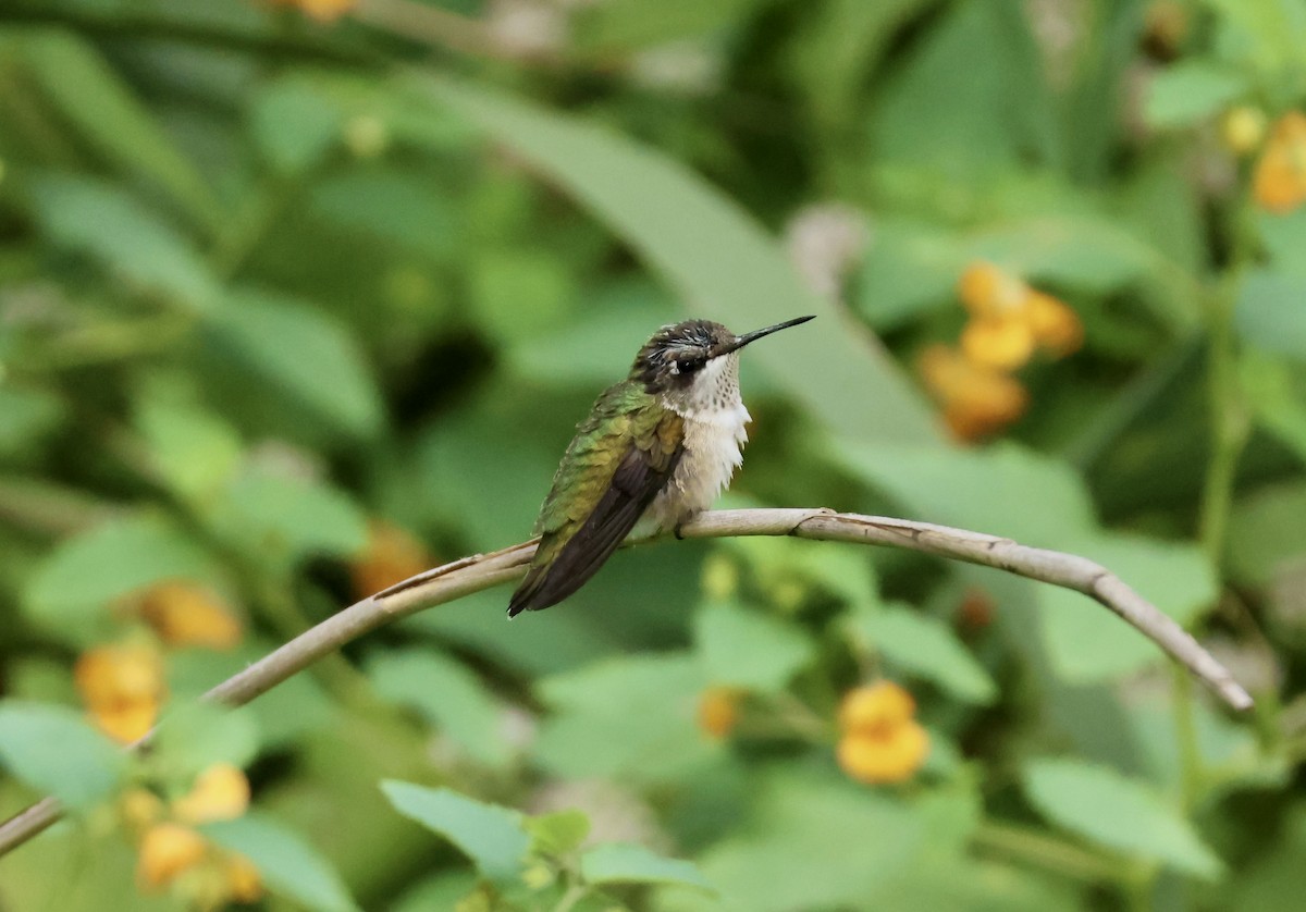 Ruby-throated Hummingbird - ML623248989