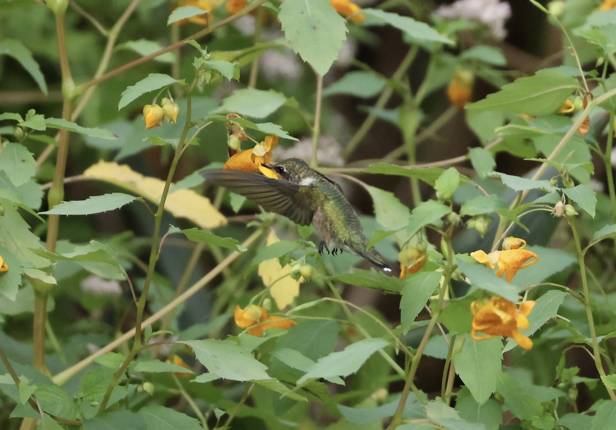 Ruby-throated Hummingbird - ML623248990