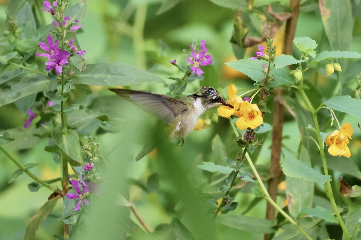 Ruby-throated Hummingbird - ML623248991