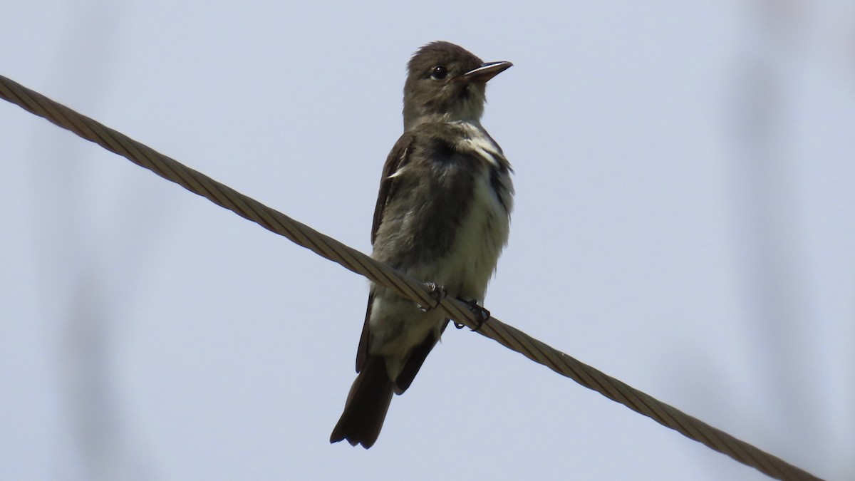 Olive-sided Flycatcher - Christopher Frick