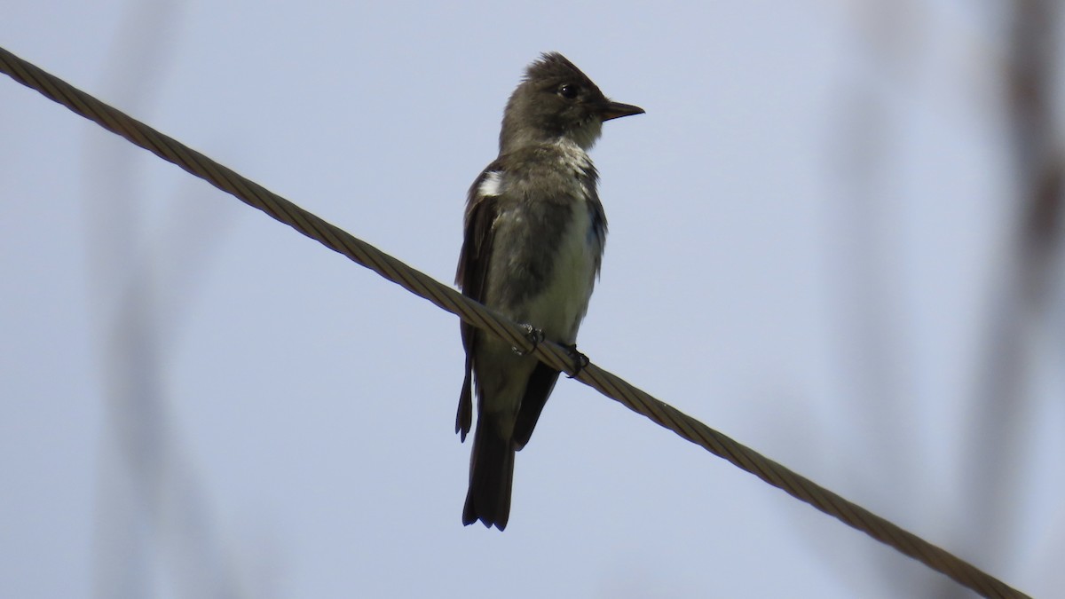 Olive-sided Flycatcher - ML623249068