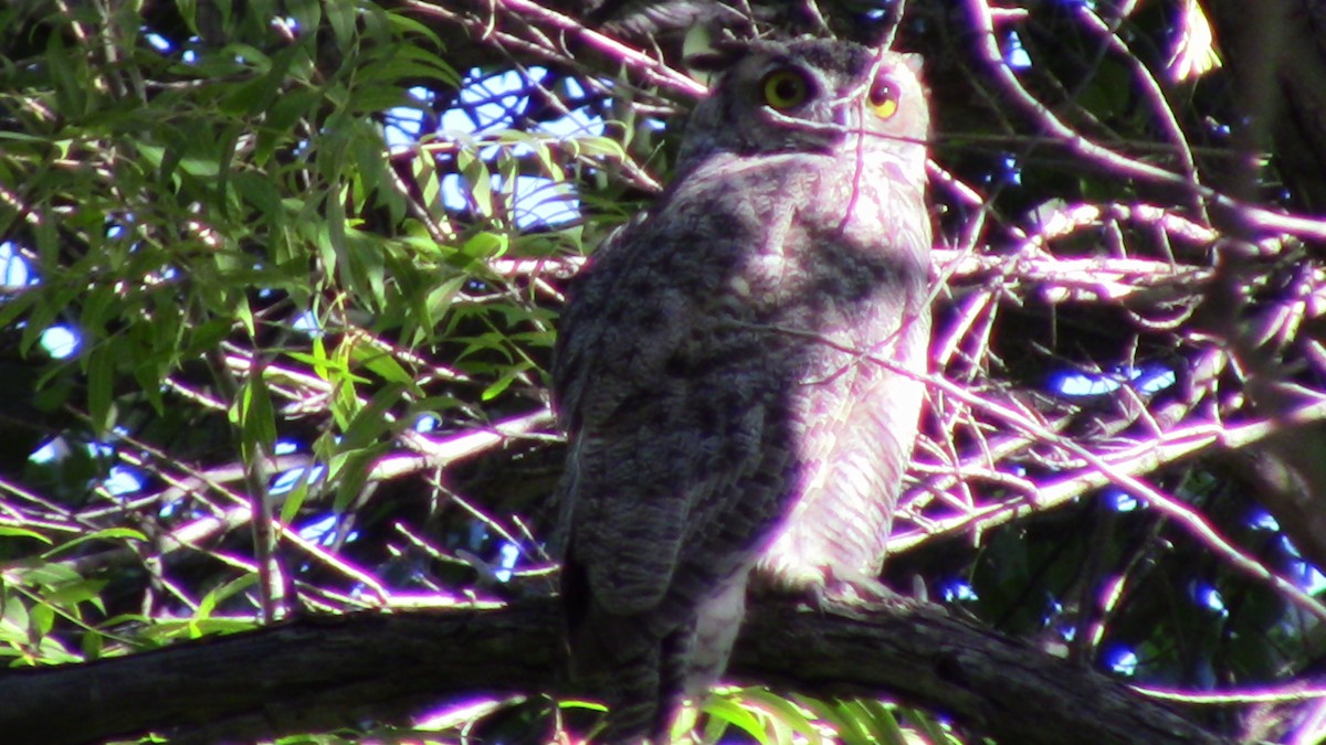 Great Horned Owl - ML623249074