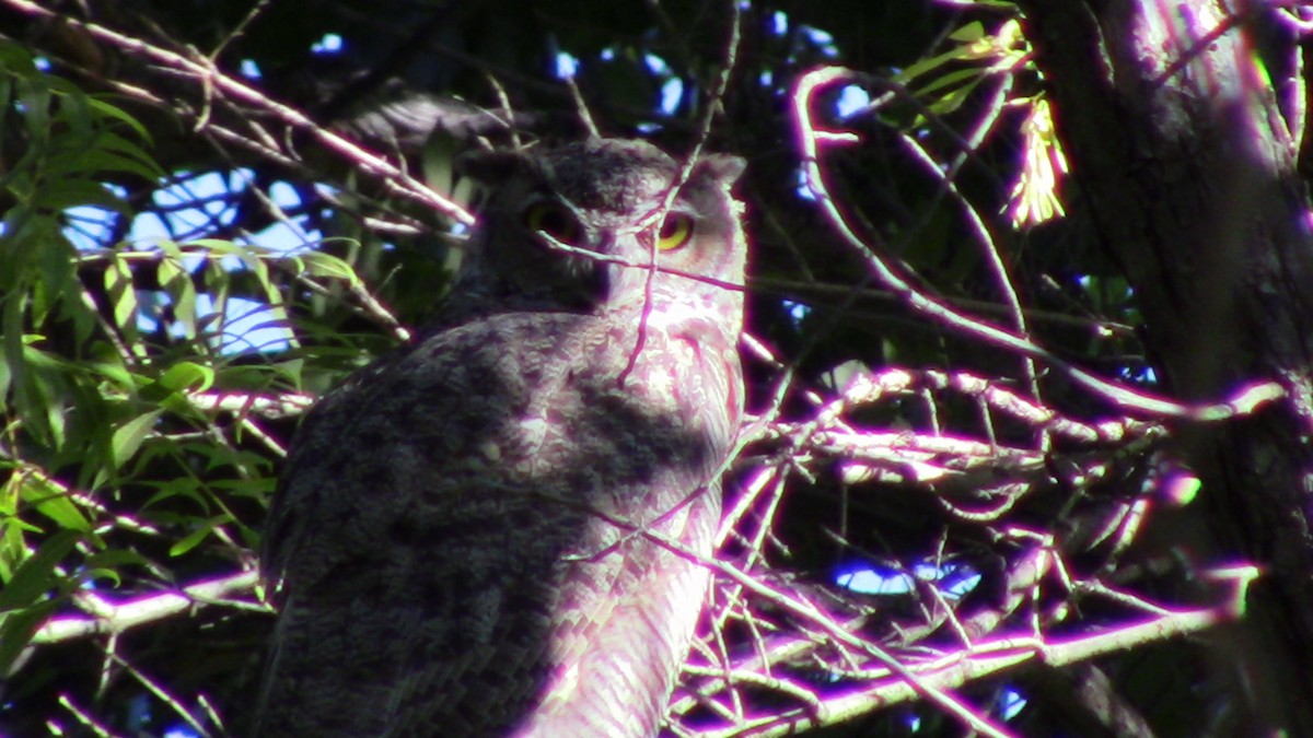 Great Horned Owl - ML623249098