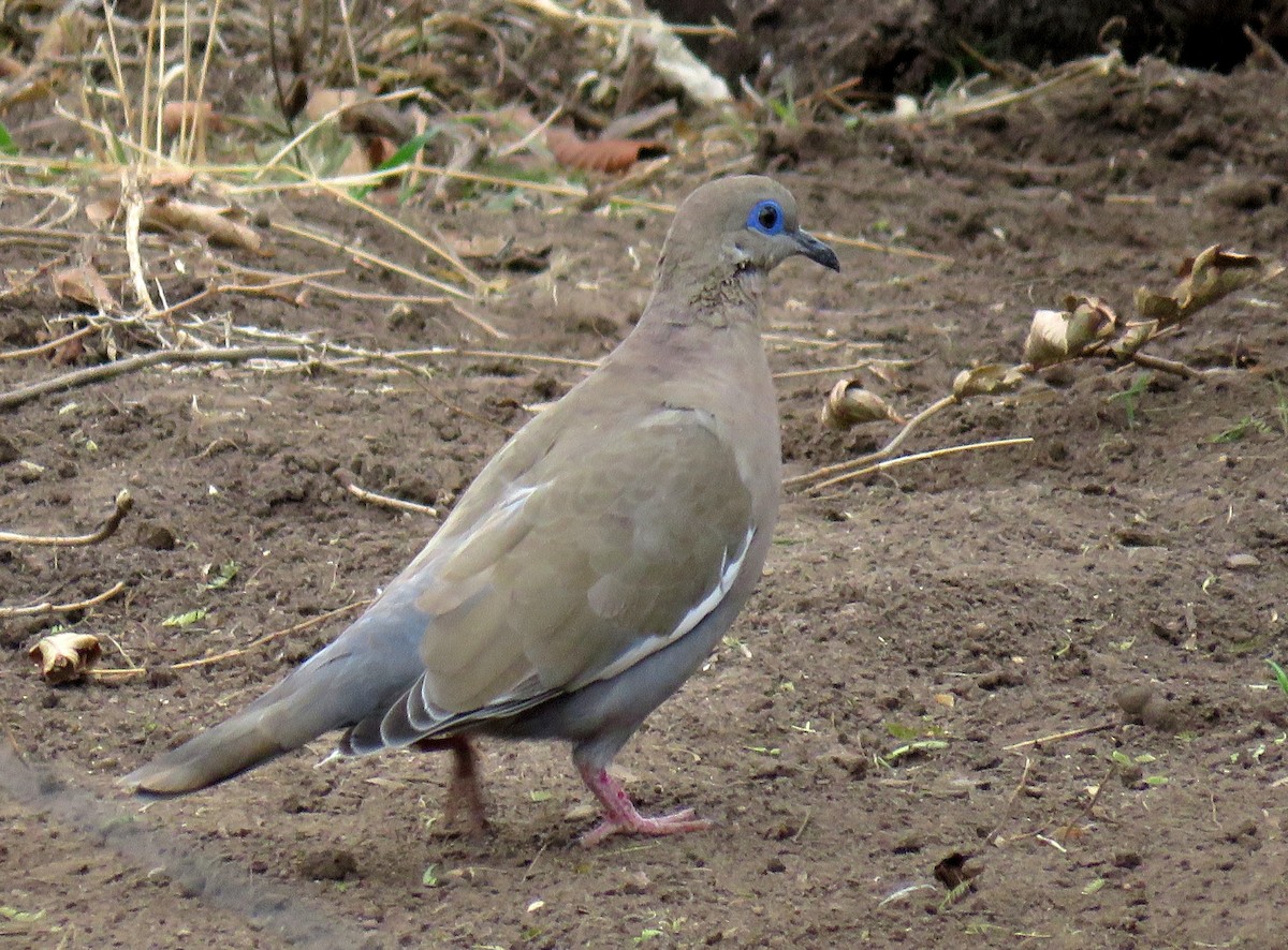 hrdlička pacifická - ML623249116