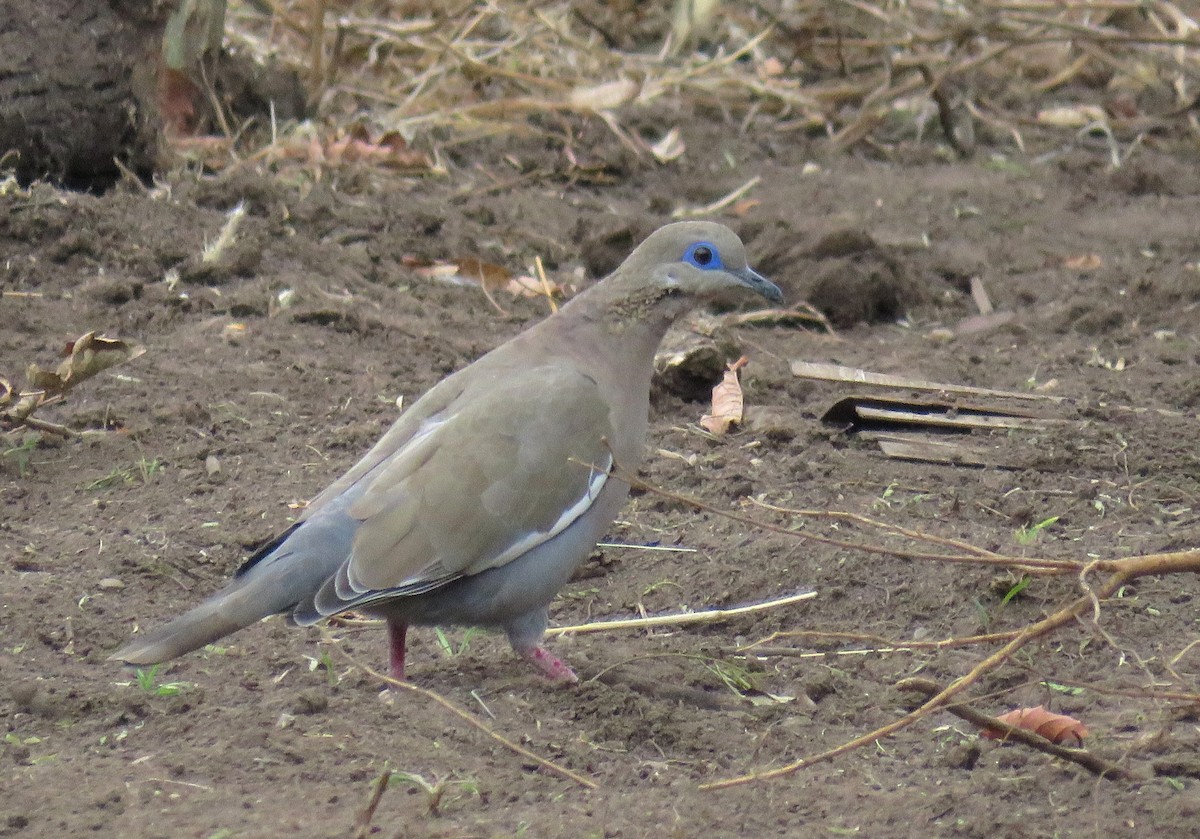 hrdlička pacifická - ML623249117