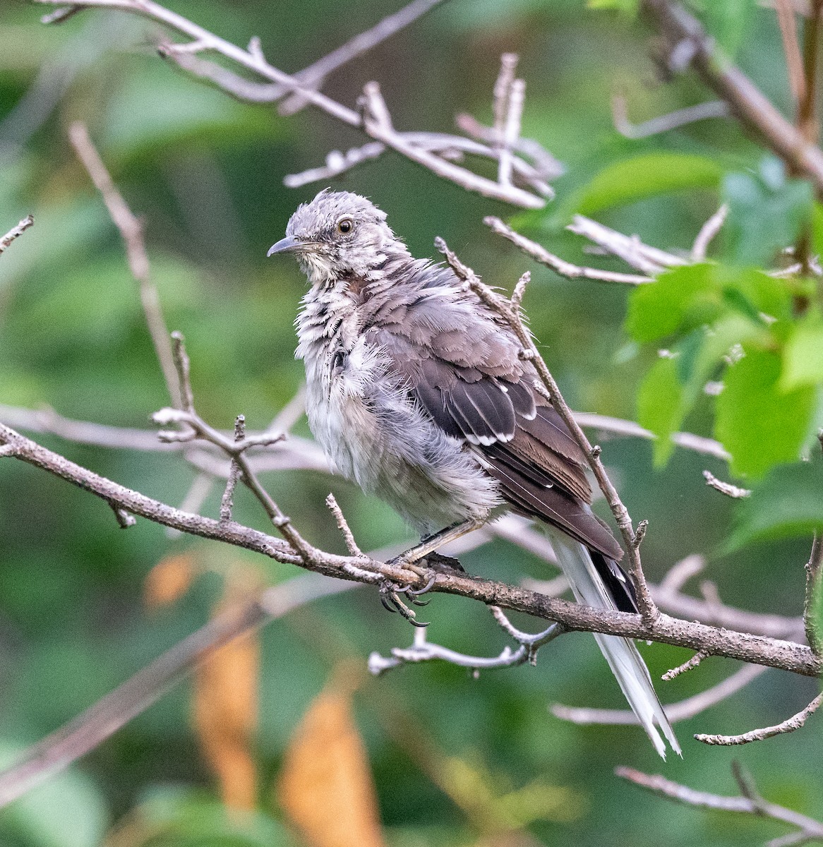 Northern Mockingbird - ML623249138