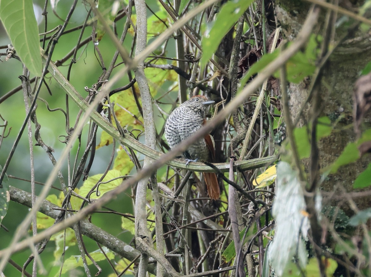 Bar-crested Antshrike - ML623249171