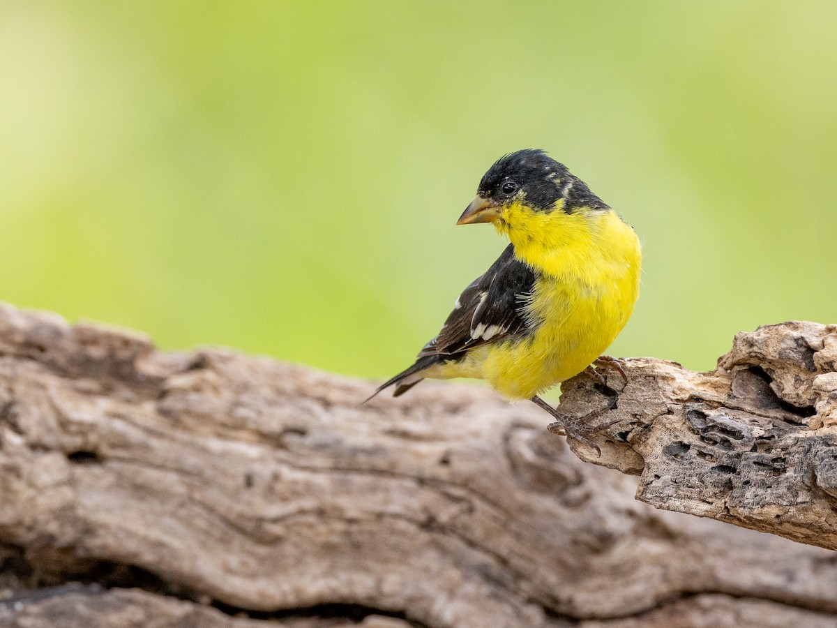 Lesser Goldfinch - ML623249215