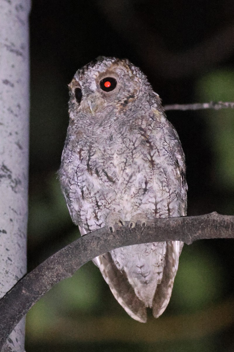 Flammulated Owl - ML623249247