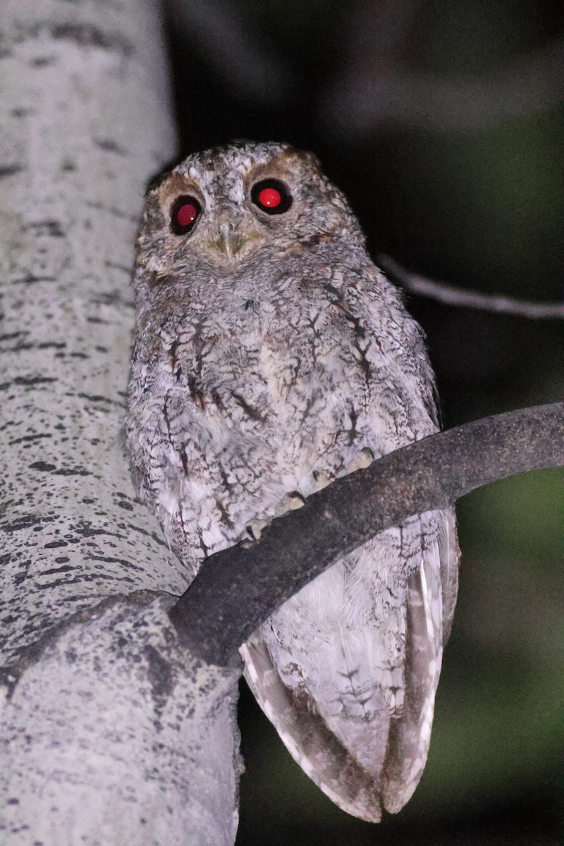 Flammulated Owl - Marshall Iliff