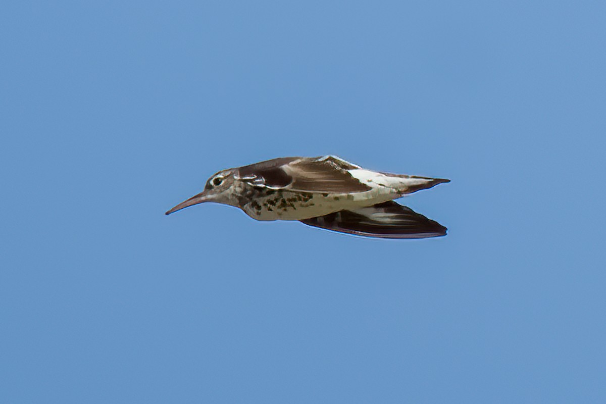 Spotted Sandpiper - ML623249257