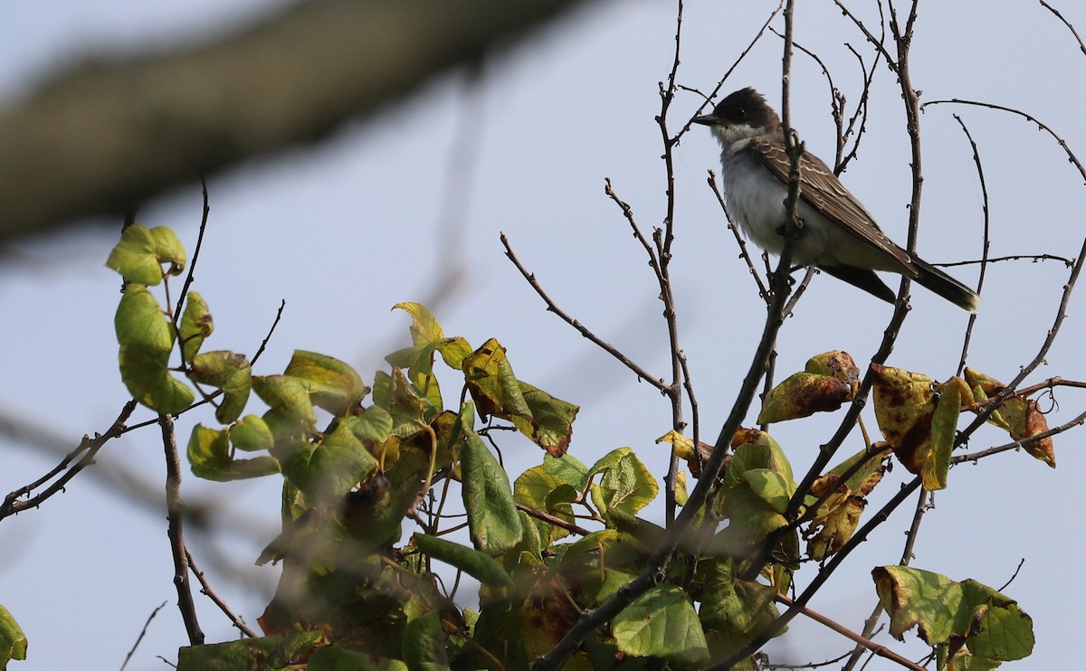 Eastern Kingbird - ML623249322