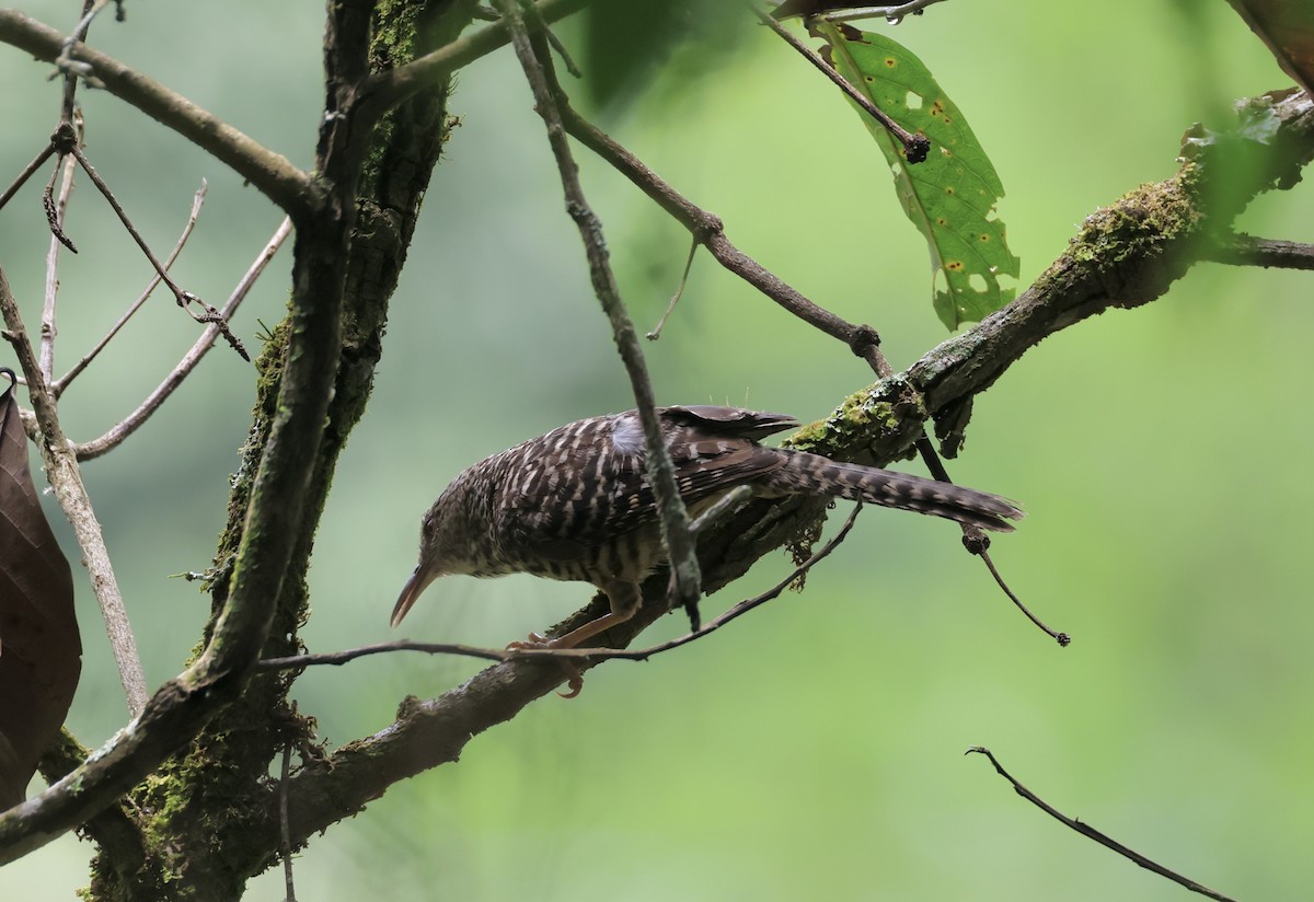 Band-backed Wren - ML623249332