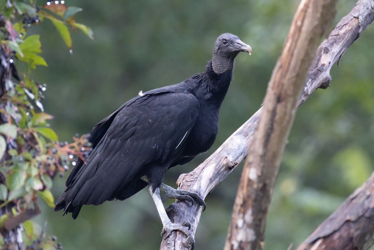 Black Vulture - ML623249349