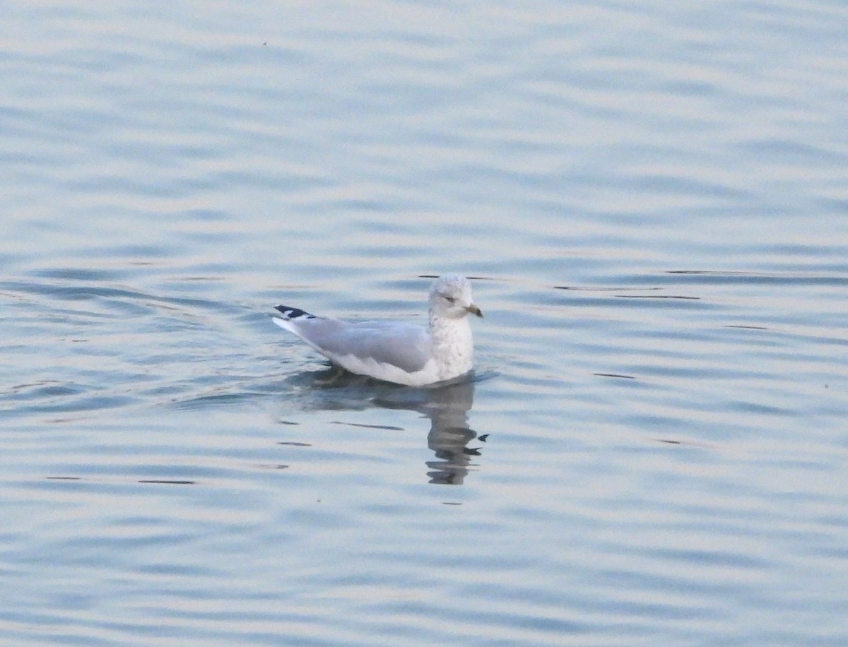 Ring-billed Gull - ML623249457