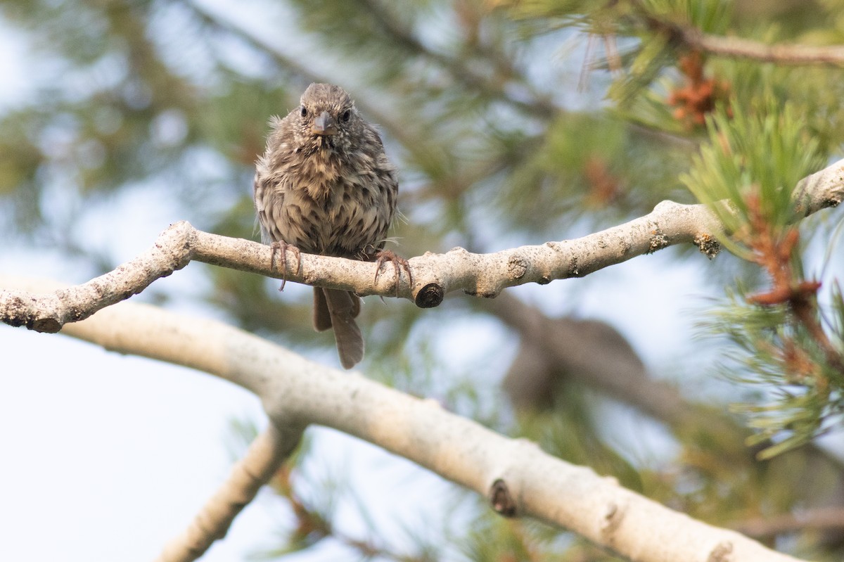 Fox Sparrow (Slate-colored) - ML623249472