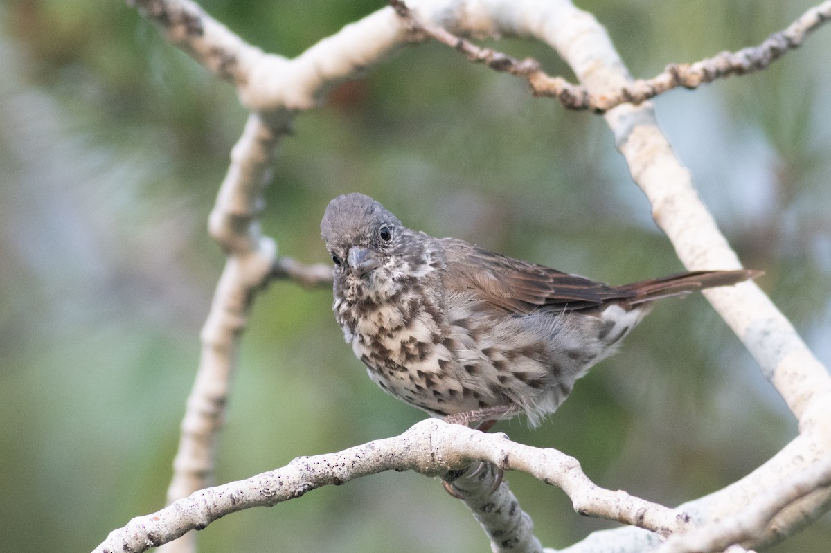 Fox Sparrow (Slate-colored) - Marshall Iliff