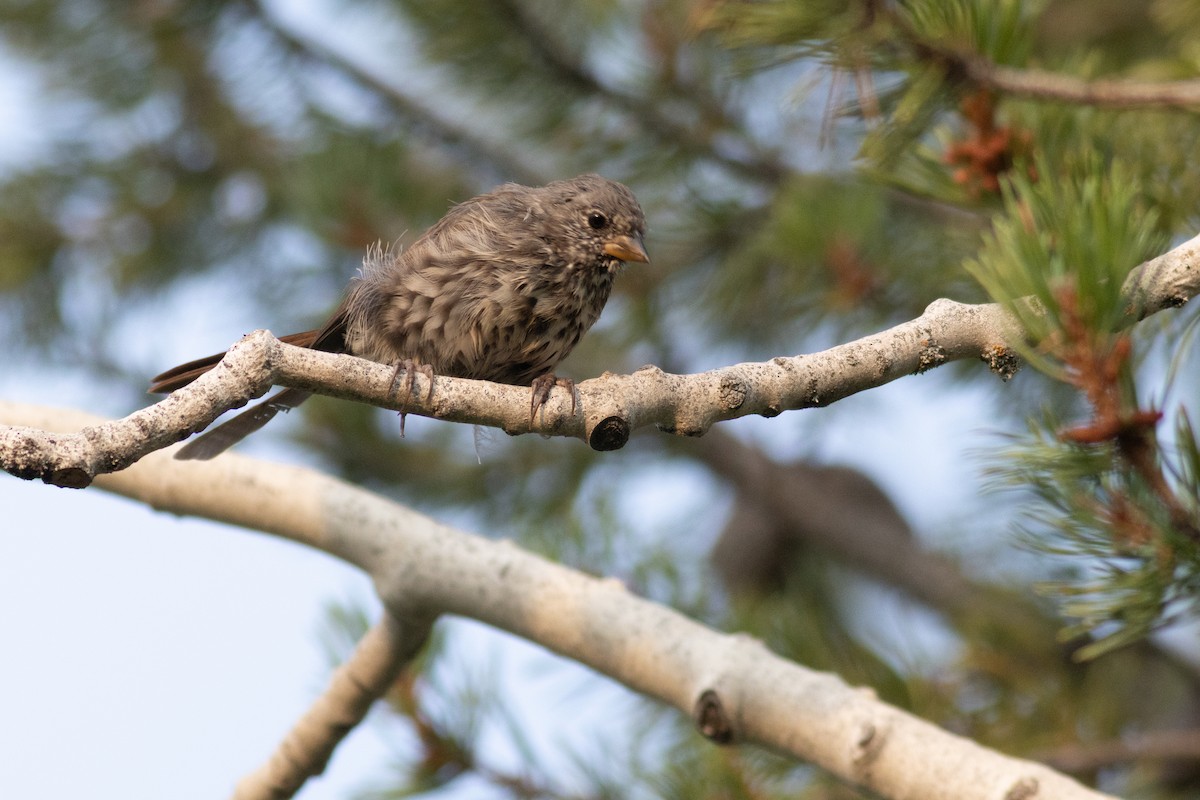 Fox Sparrow (Slate-colored) - ML623249474