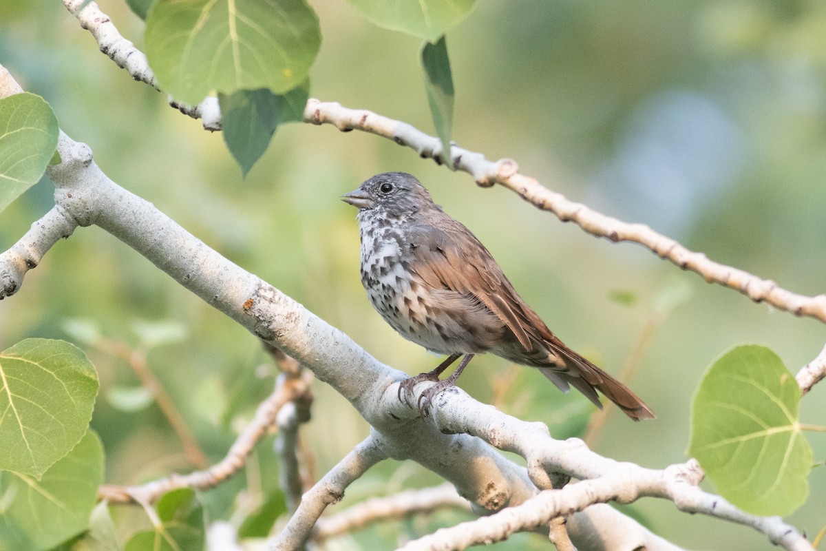 Fox Sparrow (Slate-colored) - ML623249476