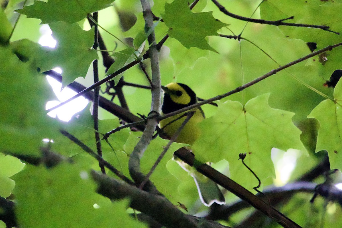 Hooded Warbler - ML623249510