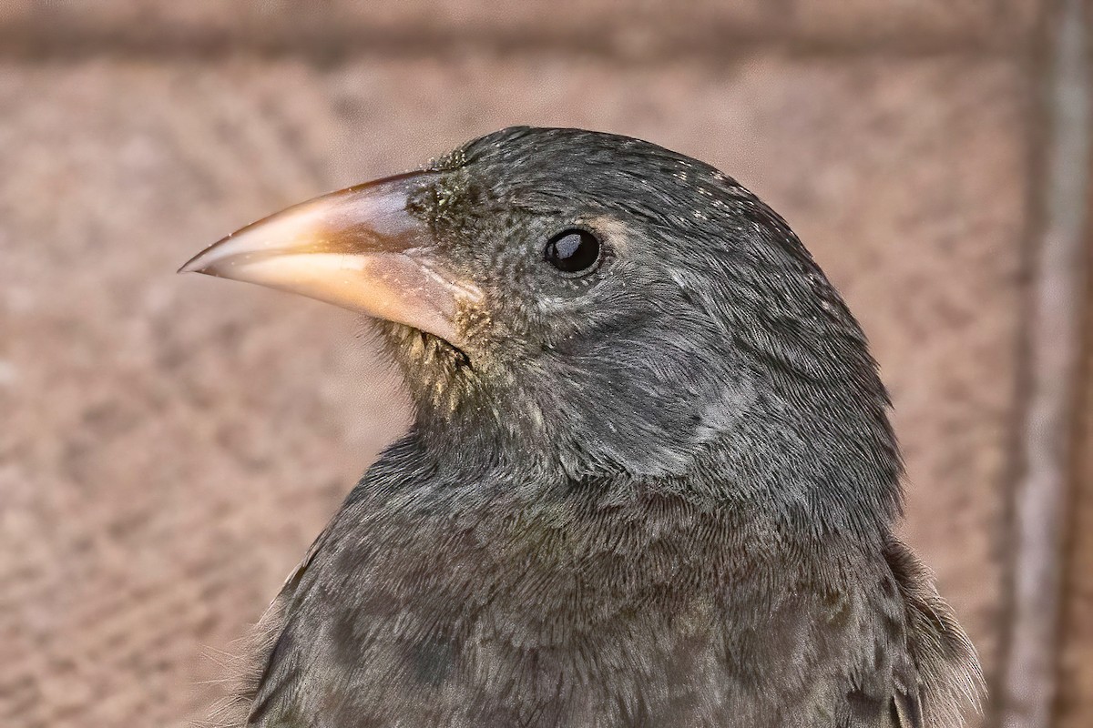 Common Cactus-Finch - ML623249552