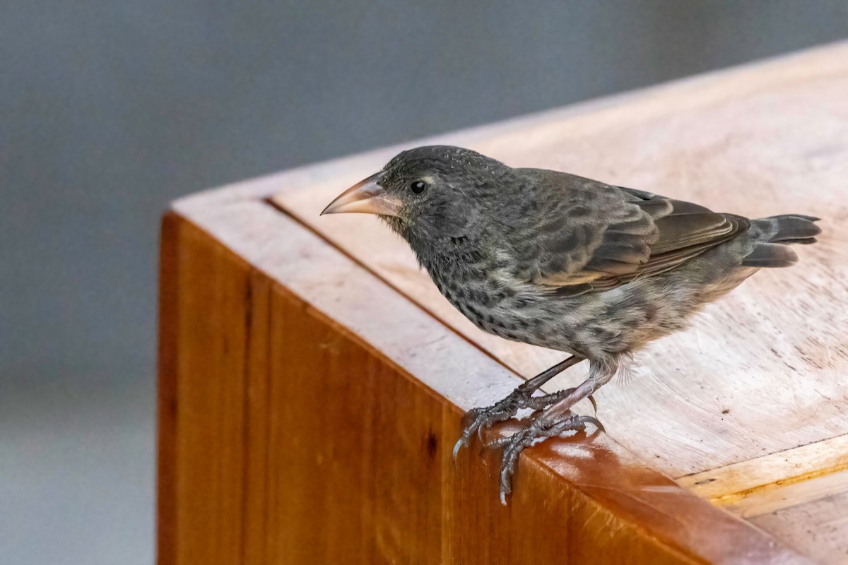 Common Cactus-Finch - ML623249553