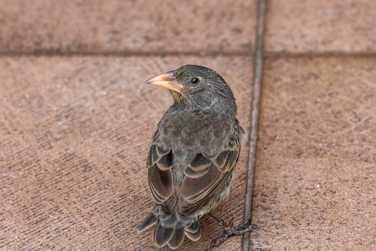 Common Cactus-Finch - ML623249554