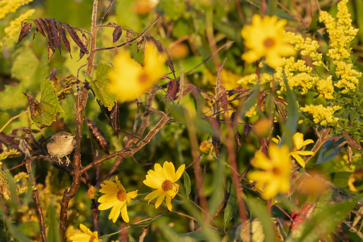 Sedge Wren - ML623249581