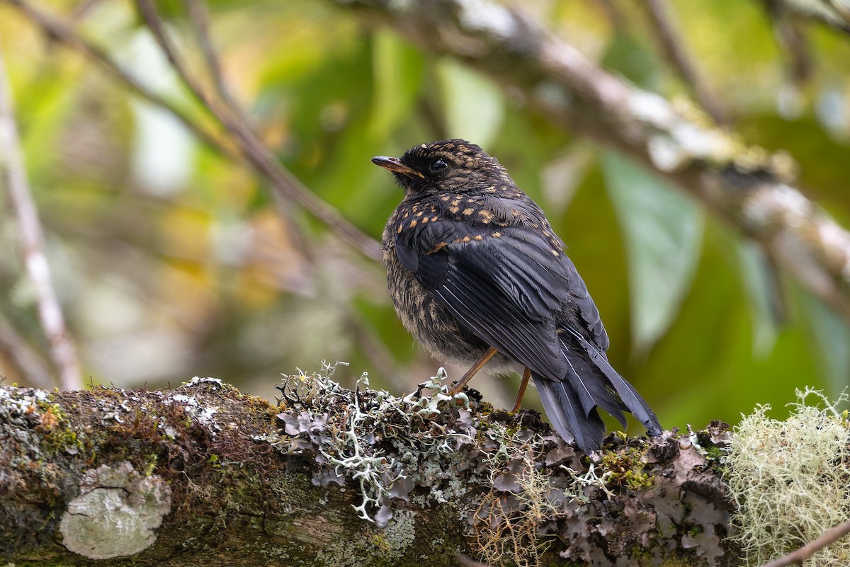 Black-faced Solitaire - ML623249589