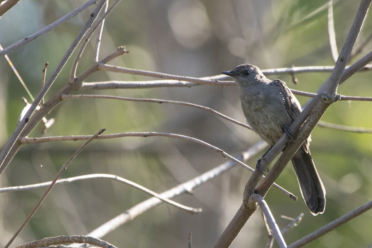 Gray Catbird - ML623249604